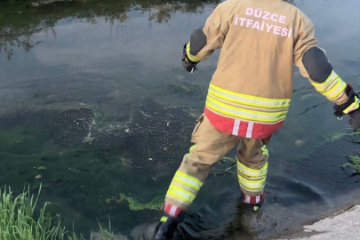 Düzce'de itfaiye ekipleri kanaldan çıkardıkları 2 kedi yavrusunu kalp masajıyla kurtardı