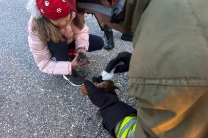 Kanala düşen iki yavru kedi kalp masajıyla hayata döndü