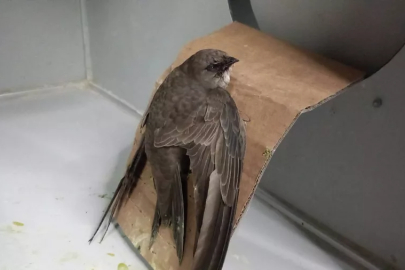 Orhangazi'de yaralı halde bulunan Ebabil kuşu tedavi edilip doğaya salındı!