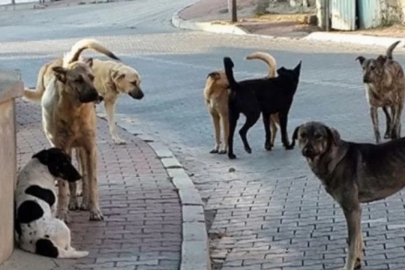 Bursa'da bir mahallede sokak köpekleri için harekete geçildi! Sahiplerine rekor ceza kapıda