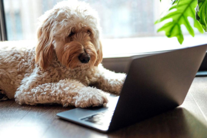 Hayvanların ne söylediğini anlamaya yaklaştık mı?