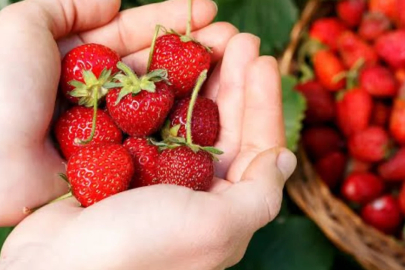 Şahin Biba'nın ilk meclisinde sıcak dosya! Bursa'da dağıtılan fideler tartışma yarattı...