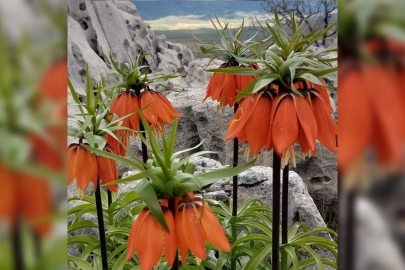 Ters laleleri koparana 700 bin lira ceza