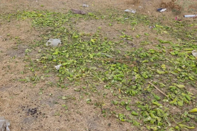 Ticaret Bakanlığı'ndan Bursa'daki biber görüntülerine yalanlama