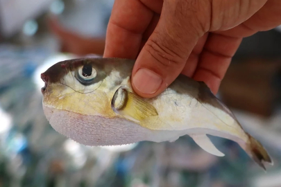 Yeni bela "Balon Balığı", Akdeniz kıyılarını istila ediyorlar!