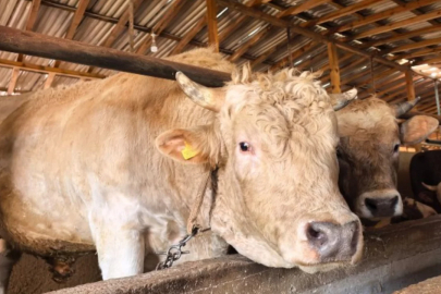 Bursa'da 1,1 tonluk kurbanlık satışta!