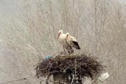 Cumhurbaşkanı Erdoğan, "Ideathon" Yarışması Ödül Töreni'ne katıldı