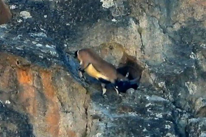 Dev boynuzları engel olmadı: Dağ keçisi dar mağaraya böyle girdi