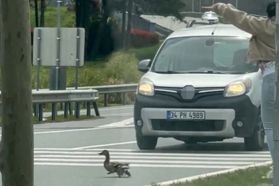 İstanbul'da ördeklerin güvenli geçişi için trafik durduruldu