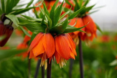 Ters laleyi koparmanın cezası 700 bin lira: Yılda sadece 20 gün yaşıyor