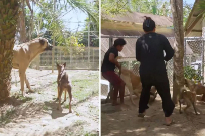 Çiftliklerine Sivas kangalı alan Filipinli aile, ilk gün şoke oldu
