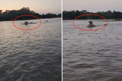 Kolombiya’da Escobar’ın hipopotamları için av kararı alındı