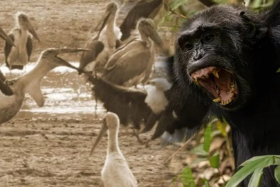 Şempanzelerin çatışması Bursa semalarındaki kanlı savaşı akıllara getirdi