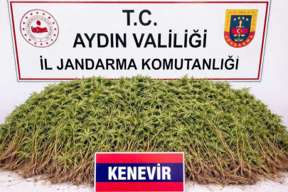 Zeytin bahçesindeki sera içerisinde 208 kök Hint keneviri ele geçirildi