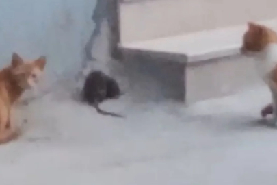 Bursa'da görenler şaşırdı! Roller tamamen değişti