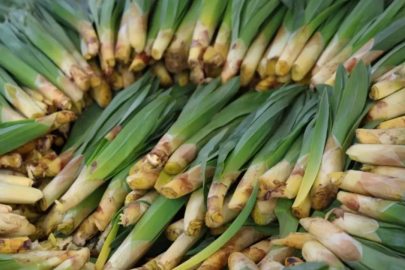 'Doğal antibiyotik' diye biliniyor! Kilosu 100 lira, tezgaha gelir gelmez tükeniyor