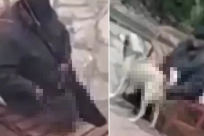 Skandal görüntü! Parktaki sokak hayvanlarını istismar etti