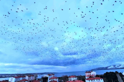 Tatvan'da gökyüzünü kaplayan binlerce kuş görsel şölen sundu