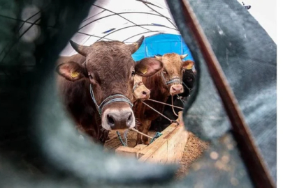 Yanlış kurban seçmeyin: Kurbanlıkta en önemli kriterler