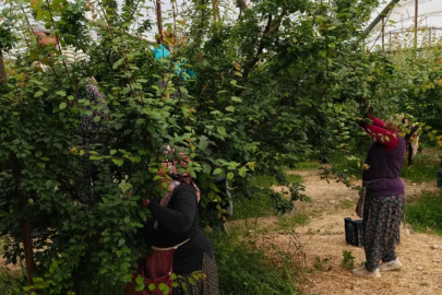 Sezona 10 bin liradan başlamıştı, kilosu 200 liraya düştü!