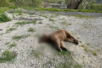 Bursa'da yol kenarında ölü ayı bulundu!