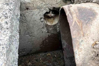 İskenderun'da rögar borusuna düşen yavru kediler kurtarıldı