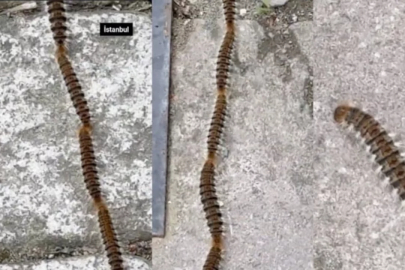 İstanbul'da tırtıl alarmı: Temas eden yandı