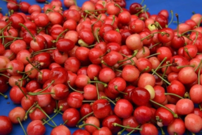 'Kırmızı altın' sezonu açtı: İlk kirazın kilosu 6 bin lira