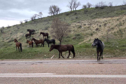 Beypazarı'nda yılkı atları görüntülendi