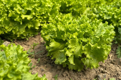 Bursa'da yüzler güldü! "Fiyatlar bu yıl hiç 2 liraya düşmedi"