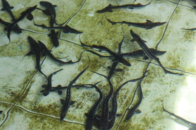 Çiple Karadeniz'e salınacak! 2 bin dolardan satılıyor