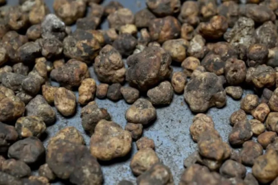 İtalya’da öğrendi, Edirne’de yetiştirdi: Kilosu 20 bin TL