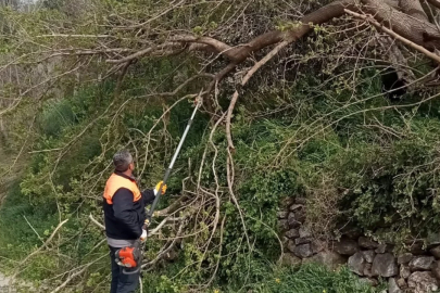 Osmaniye'de fırtına etkili oldu, devrilen ağaçlar yolları kapattı