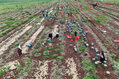 Türkiye sınırından Bursa'ya hasad! Kilosu 25 TL