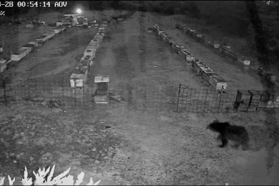 Bursa'da ayı alarmı: Kovanlara ulaşmak için böyle uğraştı