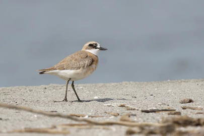 Çanakkale için yeni kuş türü: Büyük Cılıbıt