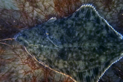 Dip çamuru temizliği İzmit Körfezi'ne yunusları geri getirdi