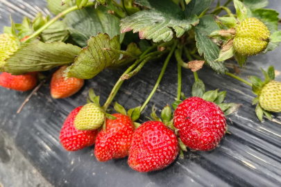 Mersin'de açıkta çilek hasadı başladı: İç pazarda kilogramı 65 ile 75 TL arasında