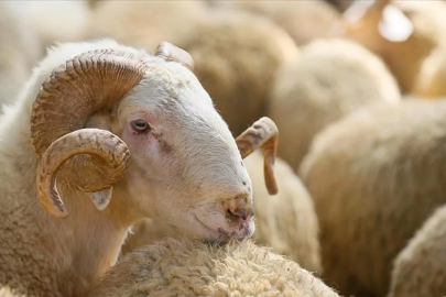 2026 vekalet kurban bedeli açıklandı