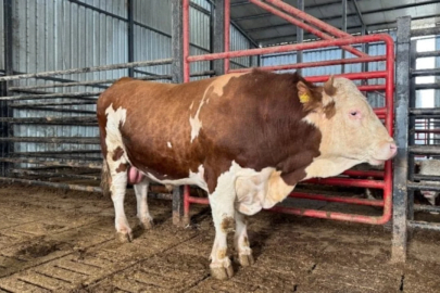 Dev tosun görenleri şaşırtıyor: Fiyatı 950 bin TL