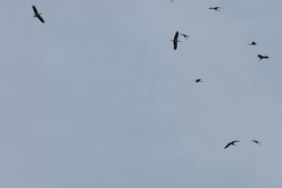 Leyleklerin göç yolculuğu mest etti