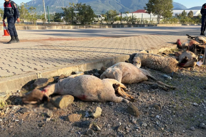 Motosiklet koyun sürücünün arasına daldı; sürücü yaralandı, 8 koyun telef oldu