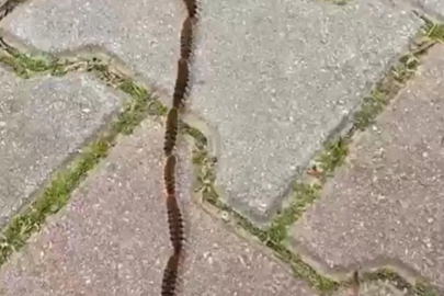 Şehir merkezine kadar indi: Bu böceğe sakın dokunmayın!