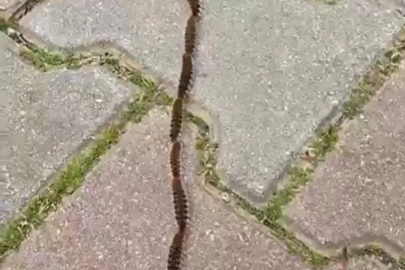 Şehir merkezine kadar indi: Bu böceğe sakın dokunmayın!