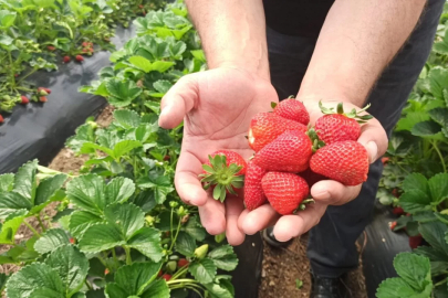 Bursa'da çilek üreticisi isyan noktasında!