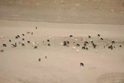 Bursa'da koyunlar otluyordu! Bakın o baraj ne hale geldi