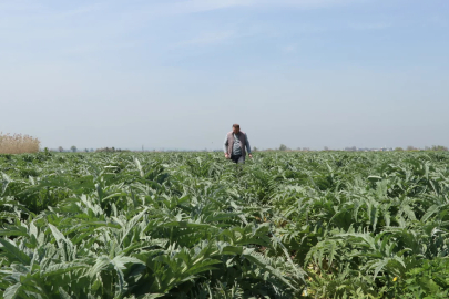 Bursa'nın ata toprağında yetişiyor! Ülkenin dört bir yanına gidiyor