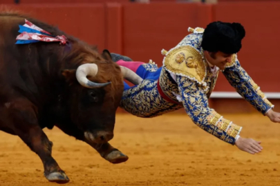Kızgın boğanın makatından boynuzladığı matador ağır yaralandı