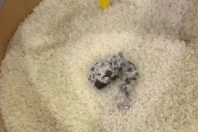 Mersin’de skandal görüntü: Pirinçten dışkı çıktı