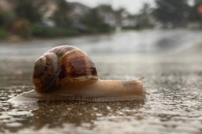 Salyangozların yağmurdan sonra ortaya çıkma sebebi buymuş